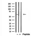 PPAT Antibody in Western Blot (WB)