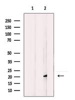 ARL3 Antibody in Western Blot (WB)