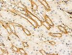 CHMP2A Antibody in Immunohistochemistry (Paraffin) (IHC (P))