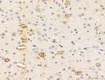 CHMP2A Antibody in Immunohistochemistry (Paraffin) (IHC (P))