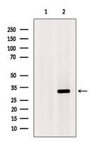 CHMP2A Antibody in Western Blot (WB)