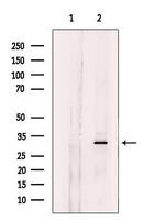 CHMP2A Antibody in Western Blot (WB)