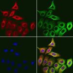 MICAL1 Antibody in Immunocytochemistry (ICC/IF)