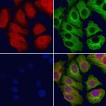 NASP Antibody in Immunocytochemistry (ICC/IF)