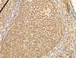 NASP Antibody in Immunohistochemistry (Paraffin) (IHC (P))