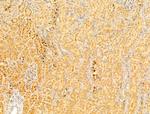 PEX16 Antibody in Immunohistochemistry (Paraffin) (IHC (P))