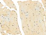 TAF12 Antibody in Immunohistochemistry (Paraffin) (IHC (P))