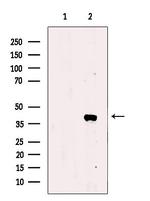 TIA-1 Antibody in Western Blot (WB)