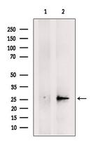 GSTA4 Antibody in Western Blot (WB)