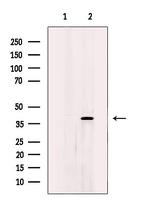 MTHFD2 Antibody in Western Blot (WB)