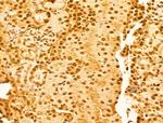 OTUD7B Antibody in Immunohistochemistry (Paraffin) (IHC (P))