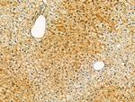 SBP2 Antibody in Immunohistochemistry (Paraffin) (IHC (P))