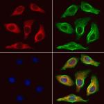 UQCRFS1 Antibody in Immunocytochemistry (ICC/IF)