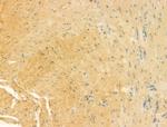 UQCRFS1 Antibody in Immunohistochemistry (Paraffin) (IHC (P))