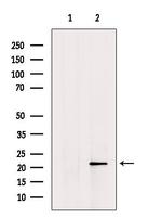 Centrin 2 Antibody in Western Blot (WB)