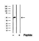 CKMT1A Antibody in Western Blot (WB)