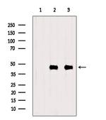 CKMT1A Antibody in Western Blot (WB)