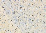 IVD Antibody in Immunohistochemistry (Paraffin) (IHC (P))