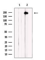 MYO18A Antibody in Western Blot (WB)