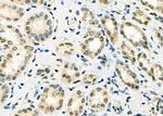 SSNA1 Antibody in Immunohistochemistry (Paraffin) (IHC (P))