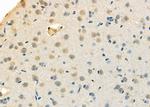 SSNA1 Antibody in Immunohistochemistry (Paraffin) (IHC (P))