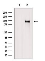 RASGRP3 Antibody in Western Blot (WB)