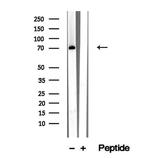 RASGRP3 Antibody in Western Blot (WB)