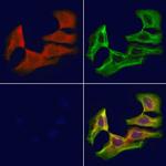 SACM1L Antibody in Immunocytochemistry (ICC/IF)