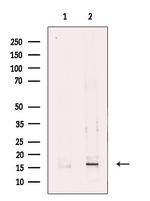 SH2D1B Antibody in Western Blot (WB)