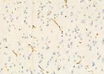 SLC38A3 Antibody in Immunohistochemistry (Paraffin) (IHC (P))