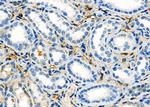 SLC38A3 Antibody in Immunohistochemistry (Paraffin) (IHC (P))