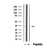 STC2 Antibody in Western Blot (WB)