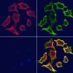 STX16 Antibody in Immunocytochemistry (ICC/IF)