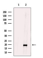 TIMM17B Antibody in Western Blot (WB)