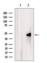 TIMM44 Antibody in Western Blot (WB)