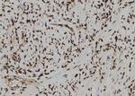 TRBP Antibody in Immunohistochemistry (Paraffin) (IHC (P))