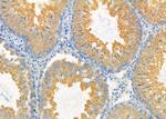 EGFL7 Antibody in Immunohistochemistry (Paraffin) (IHC (P))