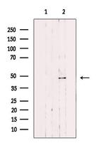 EGFL7 Antibody in Western Blot (WB)