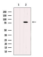 HBS1L Antibody in Western Blot (WB)