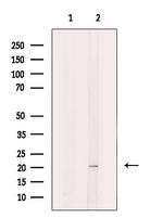 OPA3 Antibody in Western Blot (WB)