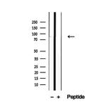 P3H3 Antibody in Western Blot (WB)