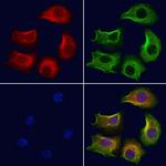 PCMT1 Antibody in Immunocytochemistry (ICC/IF)