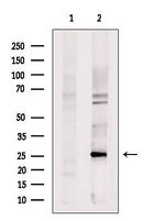 PCMT1 Antibody in Western Blot (WB)