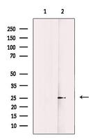 PCMT1 Antibody in Western Blot (WB)