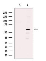 PPAN Antibody in Western Blot (WB)