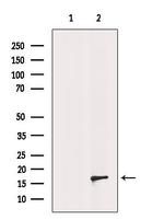 RPS14 Antibody in Western Blot (WB)