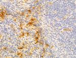 WWP1 Antibody in Immunohistochemistry (Paraffin) (IHC (P))