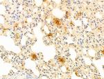 WWP1 Antibody in Immunohistochemistry (Paraffin) (IHC (P))