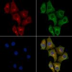 PDHA2 Antibody in Immunocytochemistry (ICC/IF)