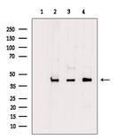 PDHA2 Antibody in Western Blot (WB)